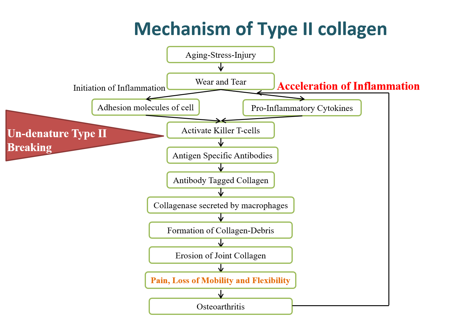 undenatured type II collagen HG Biomedical Co. Ltd.