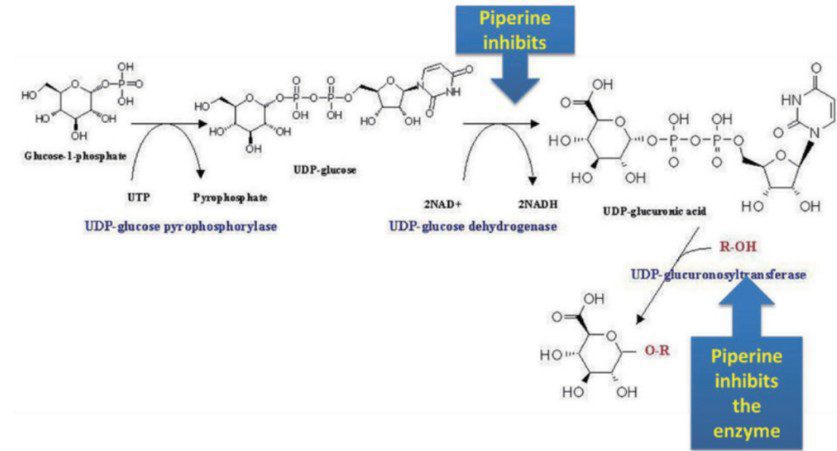 和聚胡椒鹼BioPerine抑制葡萄醣醛酸化