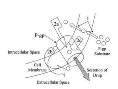和聚胡椒鹼BioPerine調控P-glycoprotein