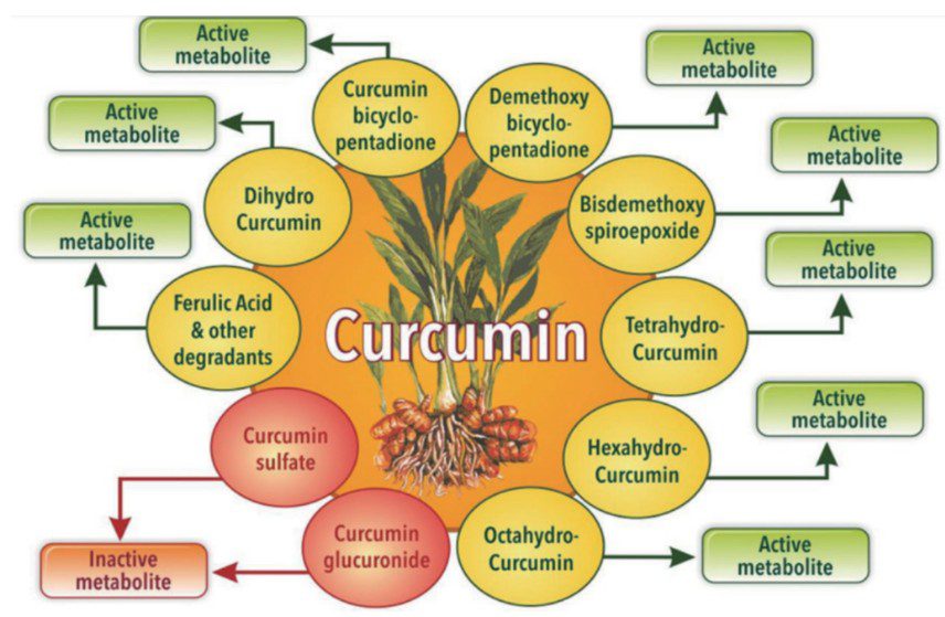 和聚胡椒鹼BioPerine與C3薑黃的保健功能