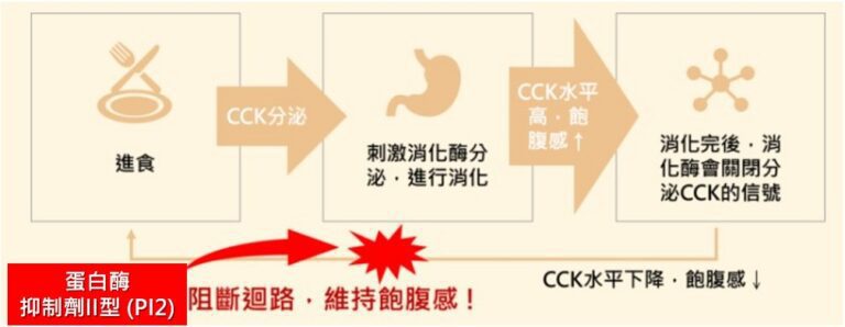 和聚代理Bioriginal的馬鈴薯蛋白Solathin含有馬鈴薯蛋白蛋白酶抑制劑 (Proteinase Inhibitor II,PI2)可抑制食慾