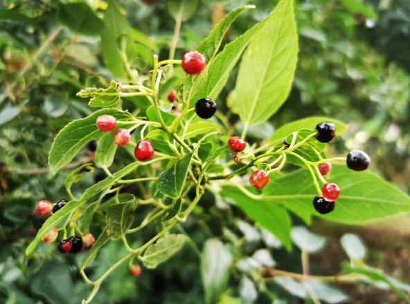 和聚maquicare智利酒果萃取