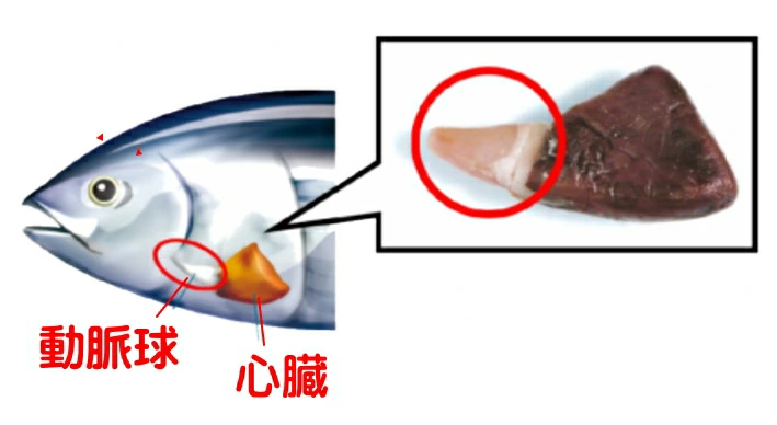 和聚鰹魚彈力蛋白胜肽來自鰹魚動脈球