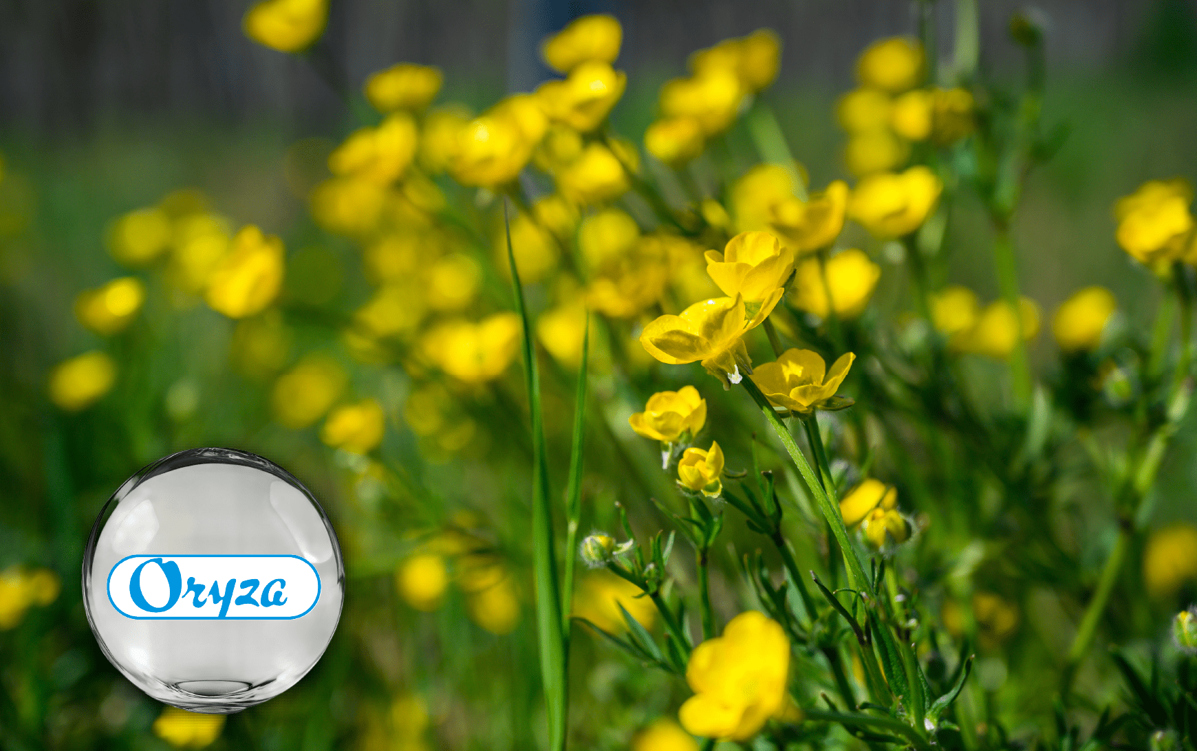 Oryza 月見草萃取 – 高含量多酚來源，支持代謝管理與光采維持