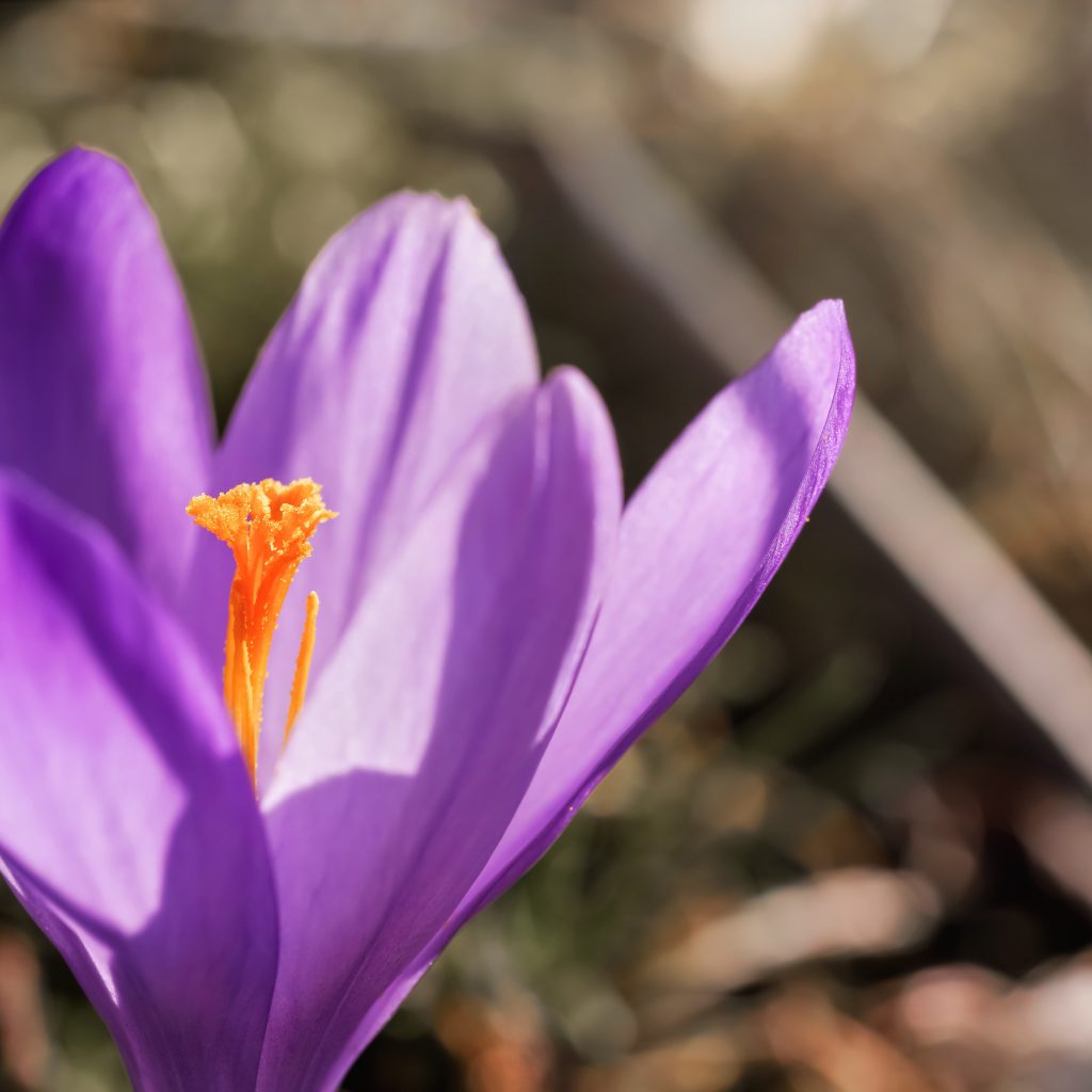 Activ'Inside｜SAFR'INSIDE™ 番紅花萃取