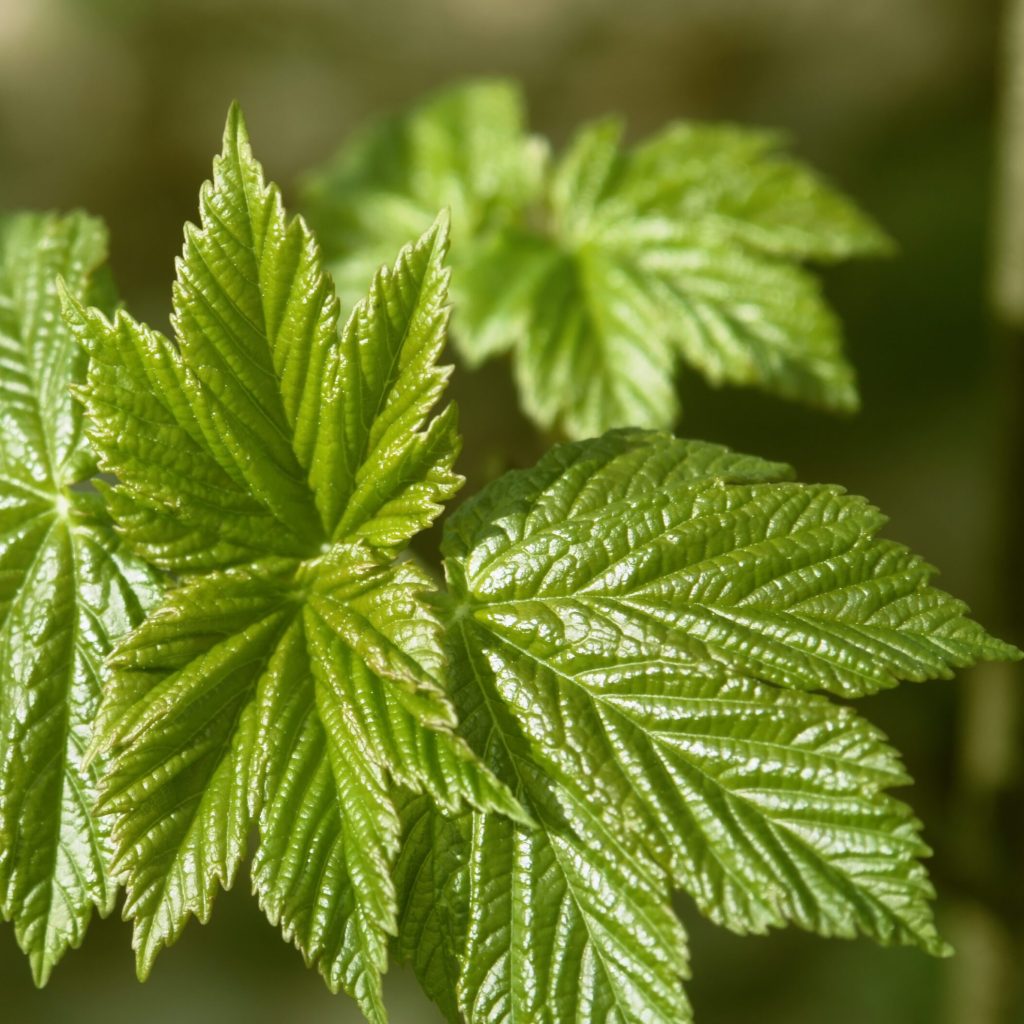 Angelife®｜台灣有機明日葉粉