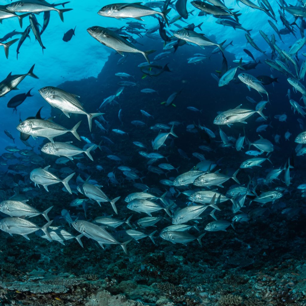 BHN｜魚膠原蛋白胜肽