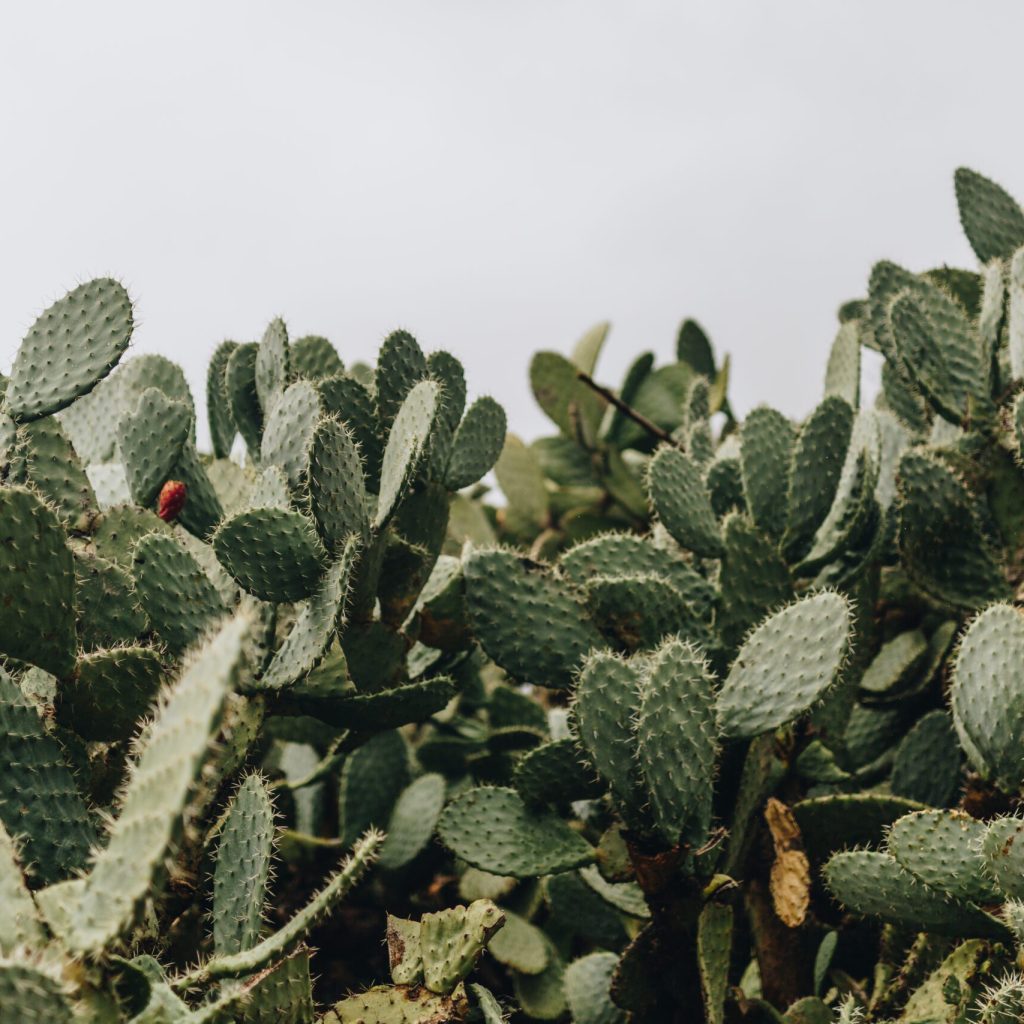 Gencor｜CALMaluma® 印度仙人掌萃取