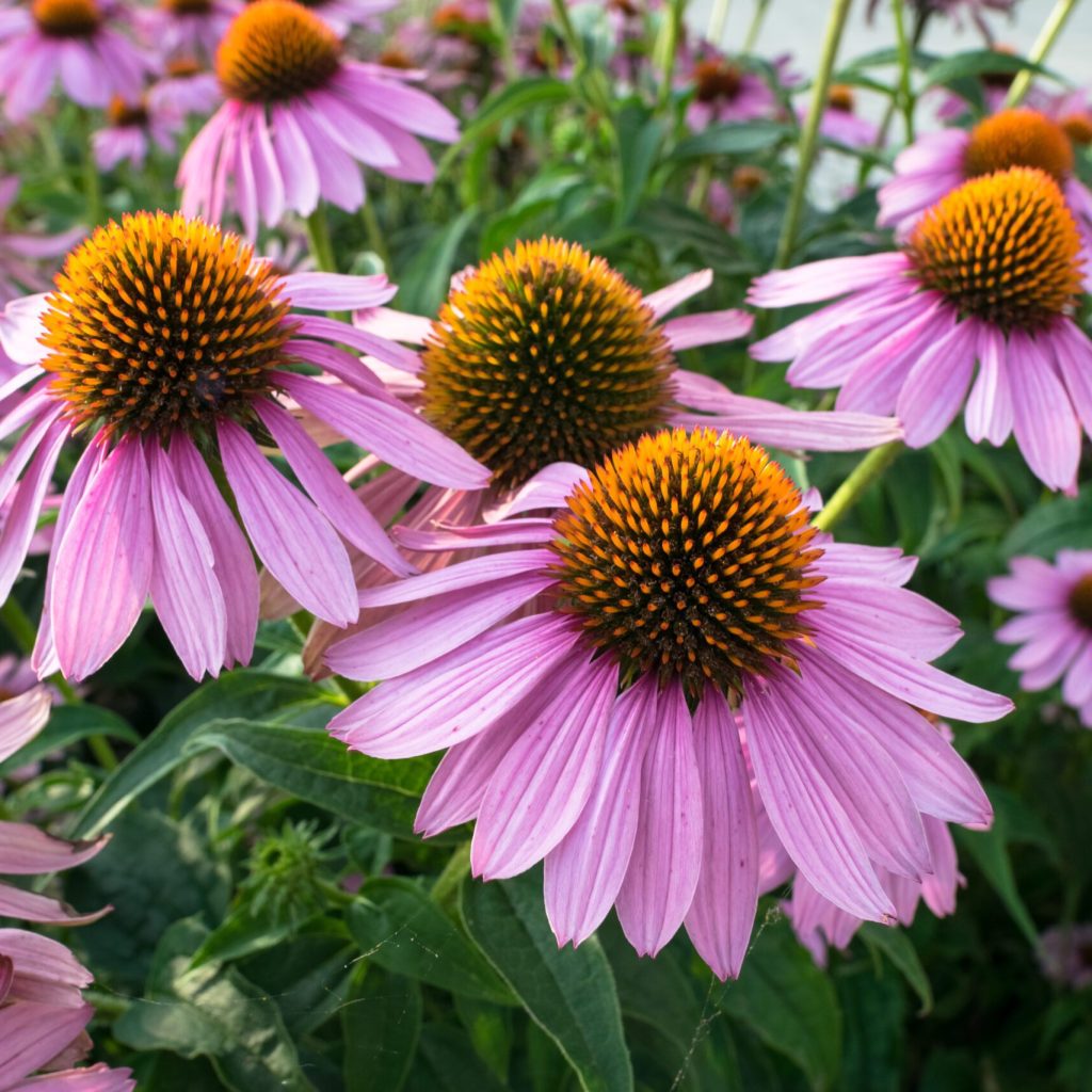 EmunePower®紫錐花萃取｜歐美公認天然防護