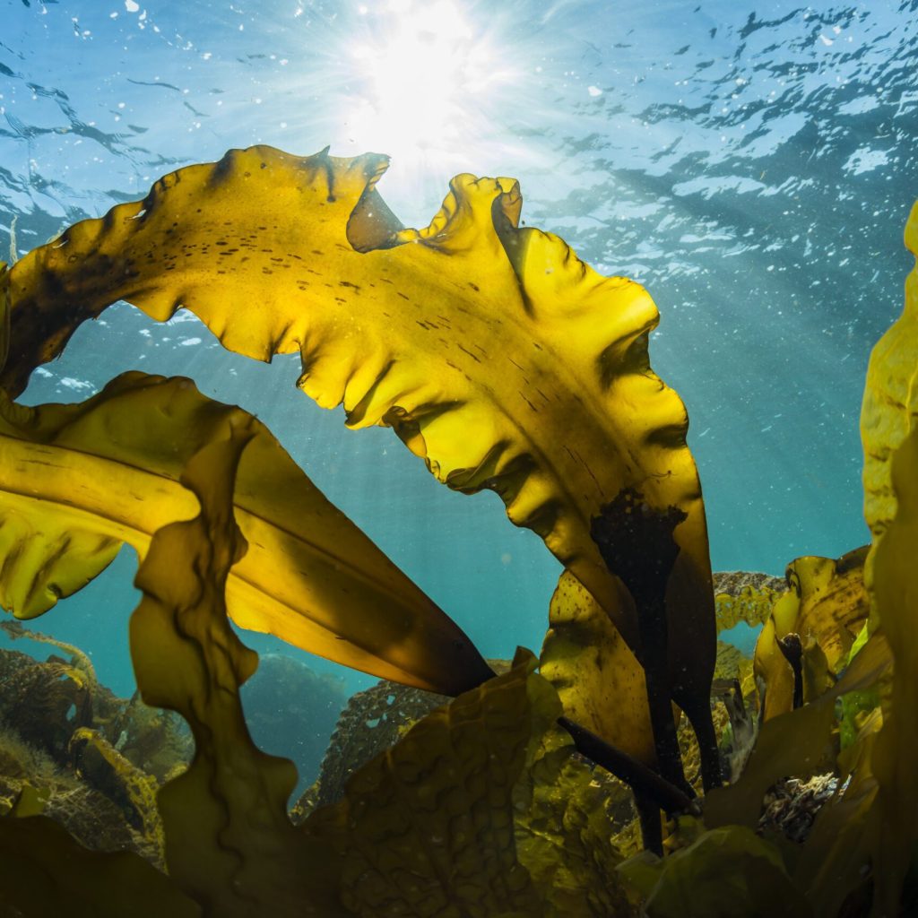 金秀Bio｜海蘊萃取・褐藻醣膠