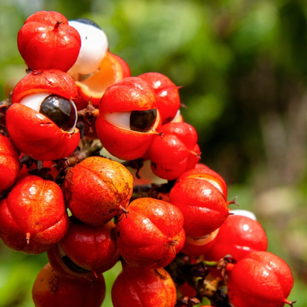 Nexira｜瓜拿納萃取