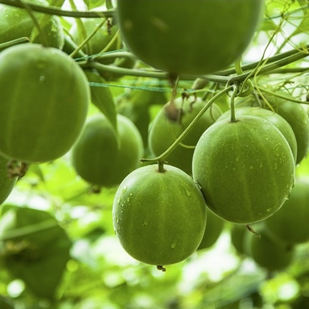 H2-Luo® 羅漢果醣苷萃取｜零負擔天然甜味劑