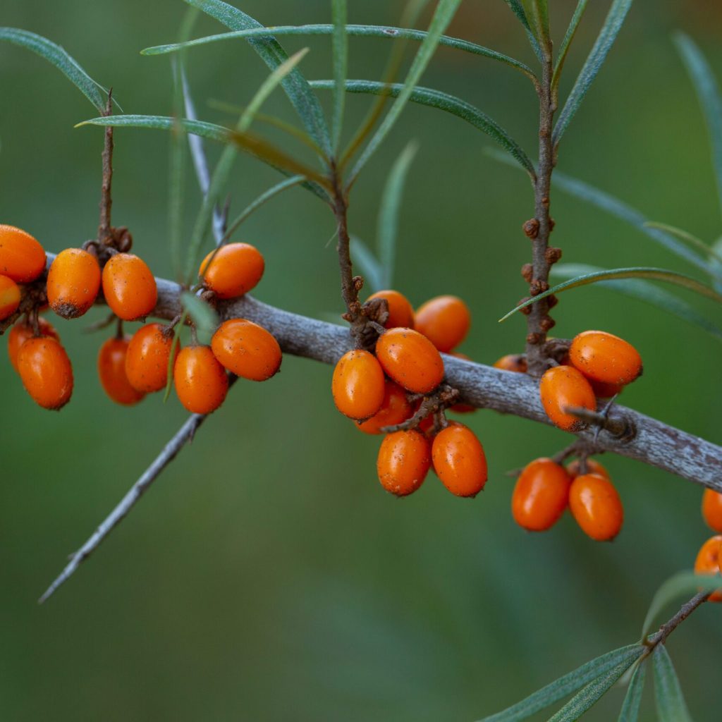 Hippomega®沙棘系列｜維生素寶庫綠色黃金