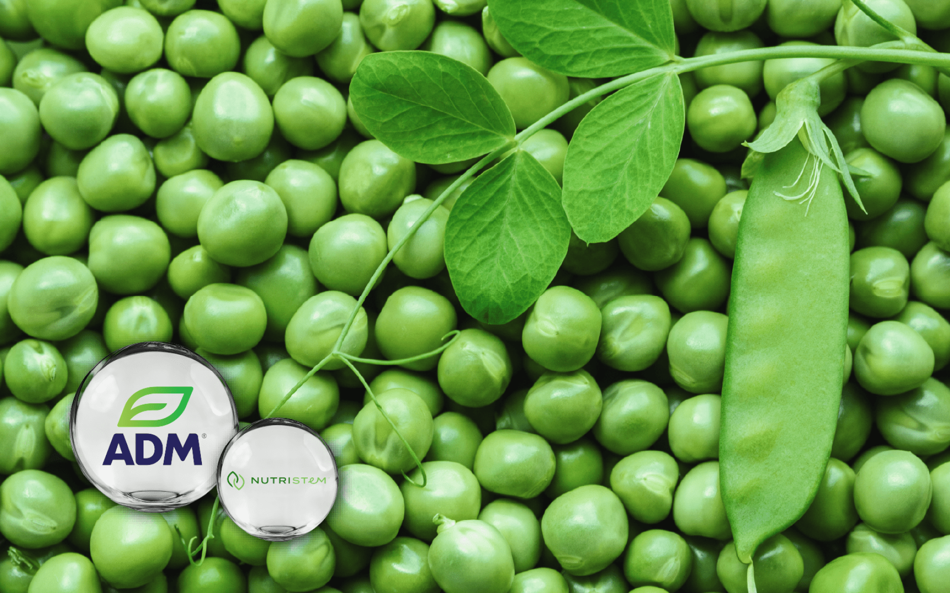 ADM Pea Protein | High-Quality Plant-Based Protein for Sports Nutrition Applications