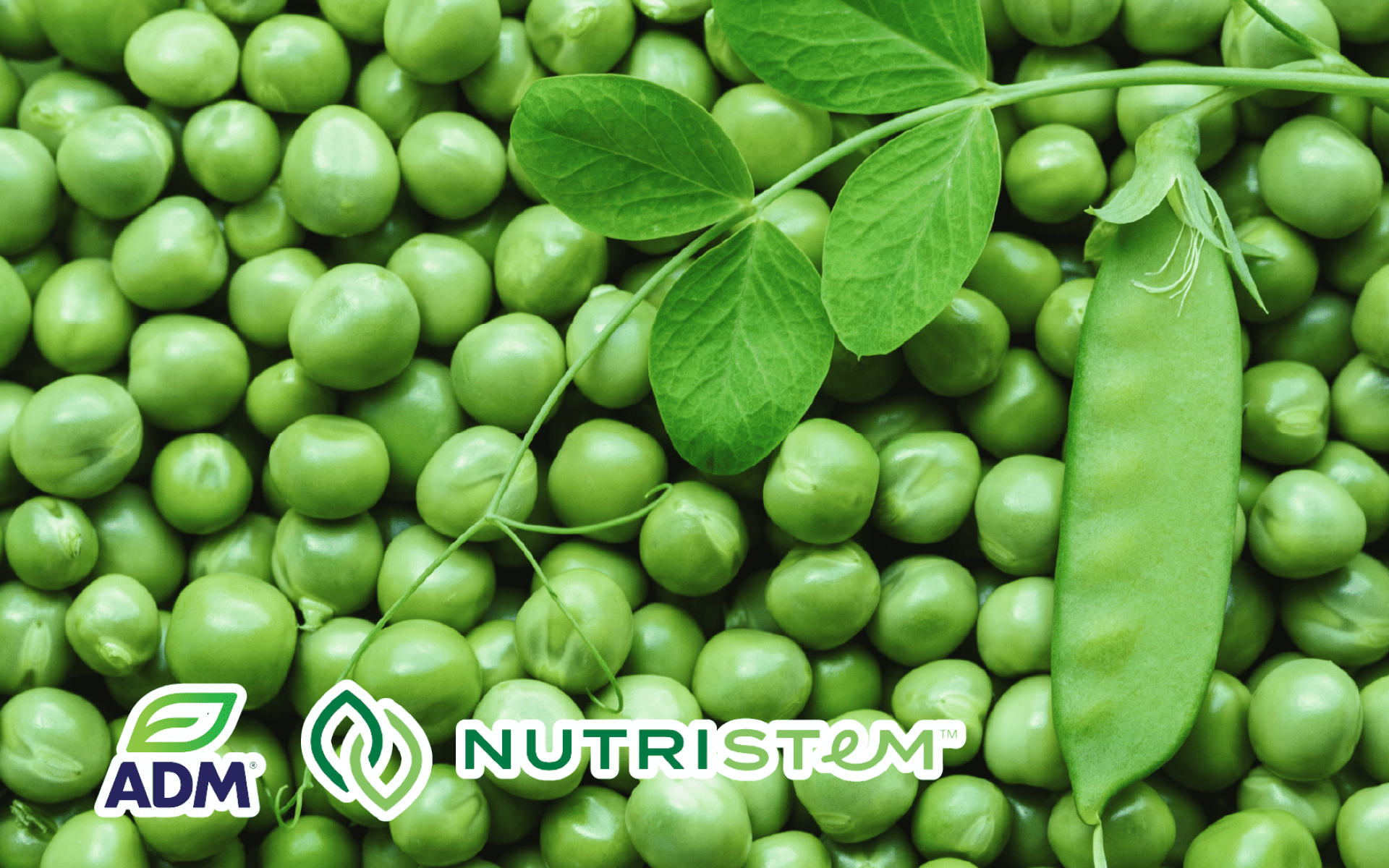 ADM 豌豆蛋白 – 高純度植物蛋白原料，應用於植物肉與營養補充