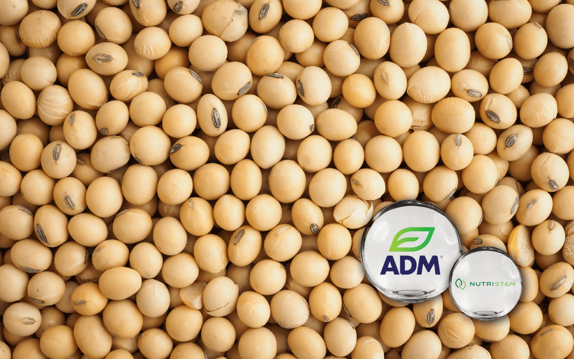 ADM Soy Protein Isolate | High-Purity Plant-Based Protein Source