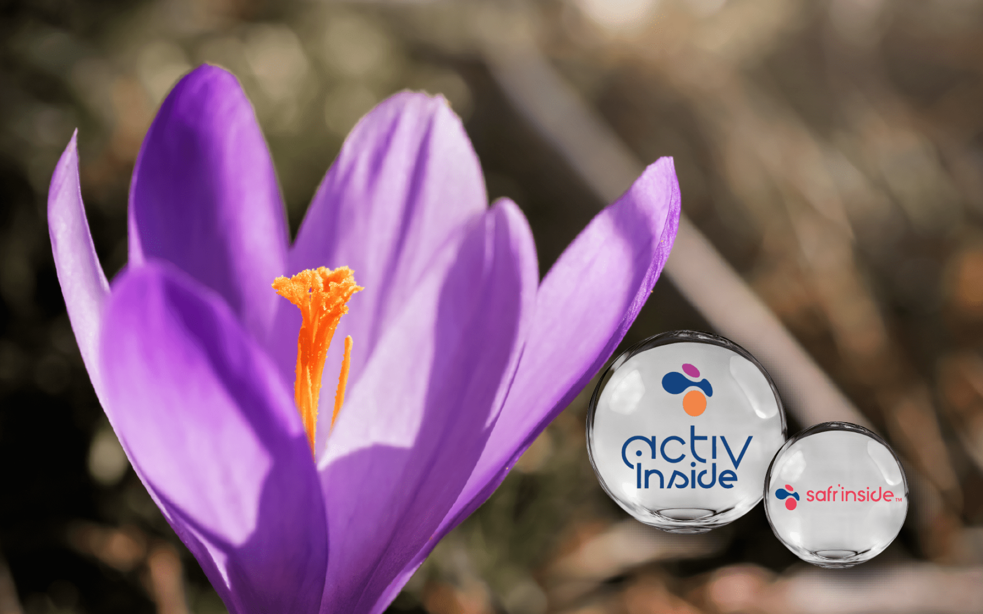 SAFR'INSIDE™ – 高濃度番紅花萃取，臨床支持放鬆與睡眠品質