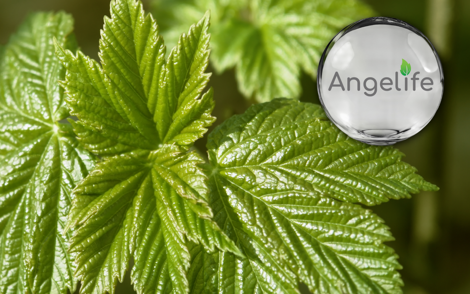 Angelife 台灣有機明日葉粉 – 有機認證全方位營養素材