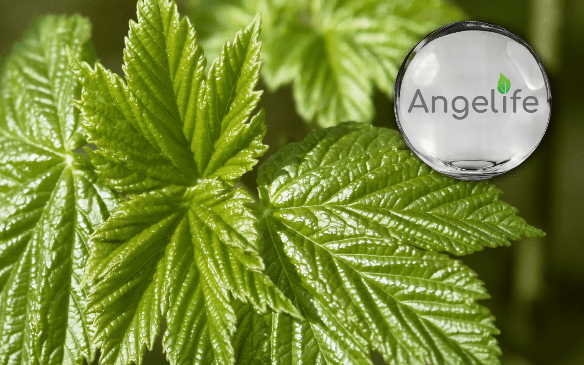 Angelife® Taiwan Organic Angelica Powder – Certified Organic Full-Spectrum Nutrition