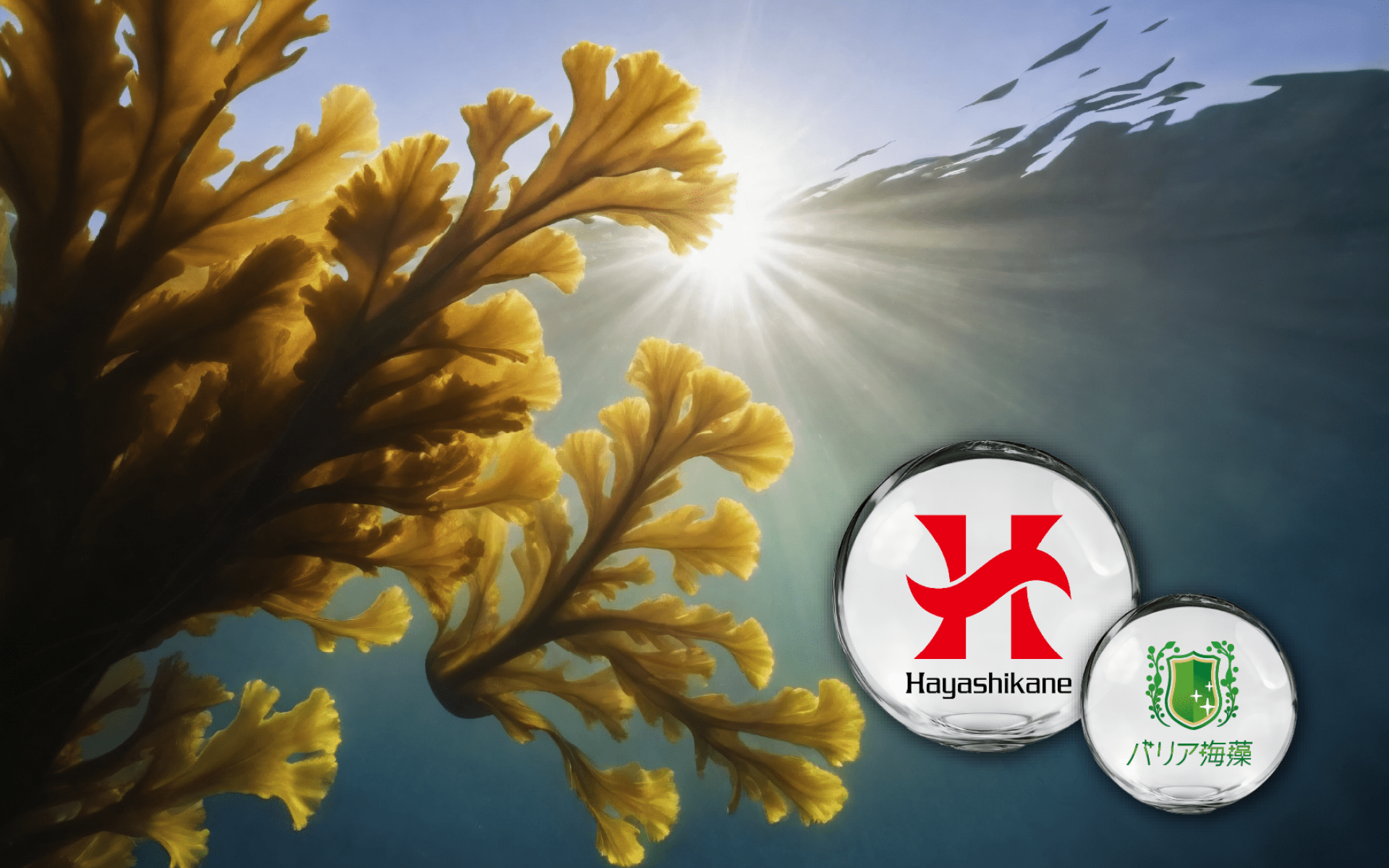 Ascophyllan HS 日本專利泡葉藻萃取 – 超褐藻糖膠防護配方