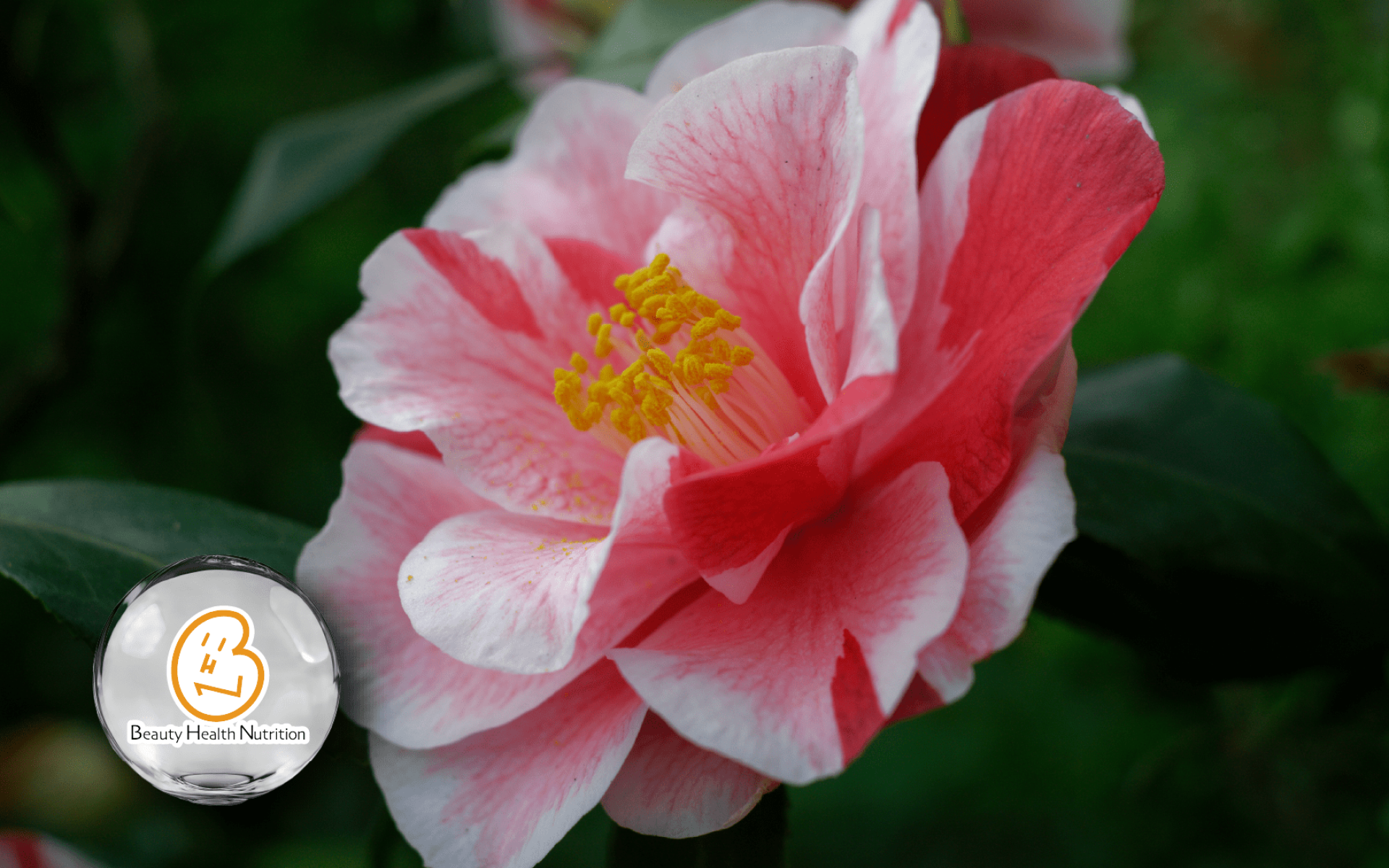 BHN 山茶籽萃取 – 日本專利 Camellia Japonica，支持美容彈性與青春保養