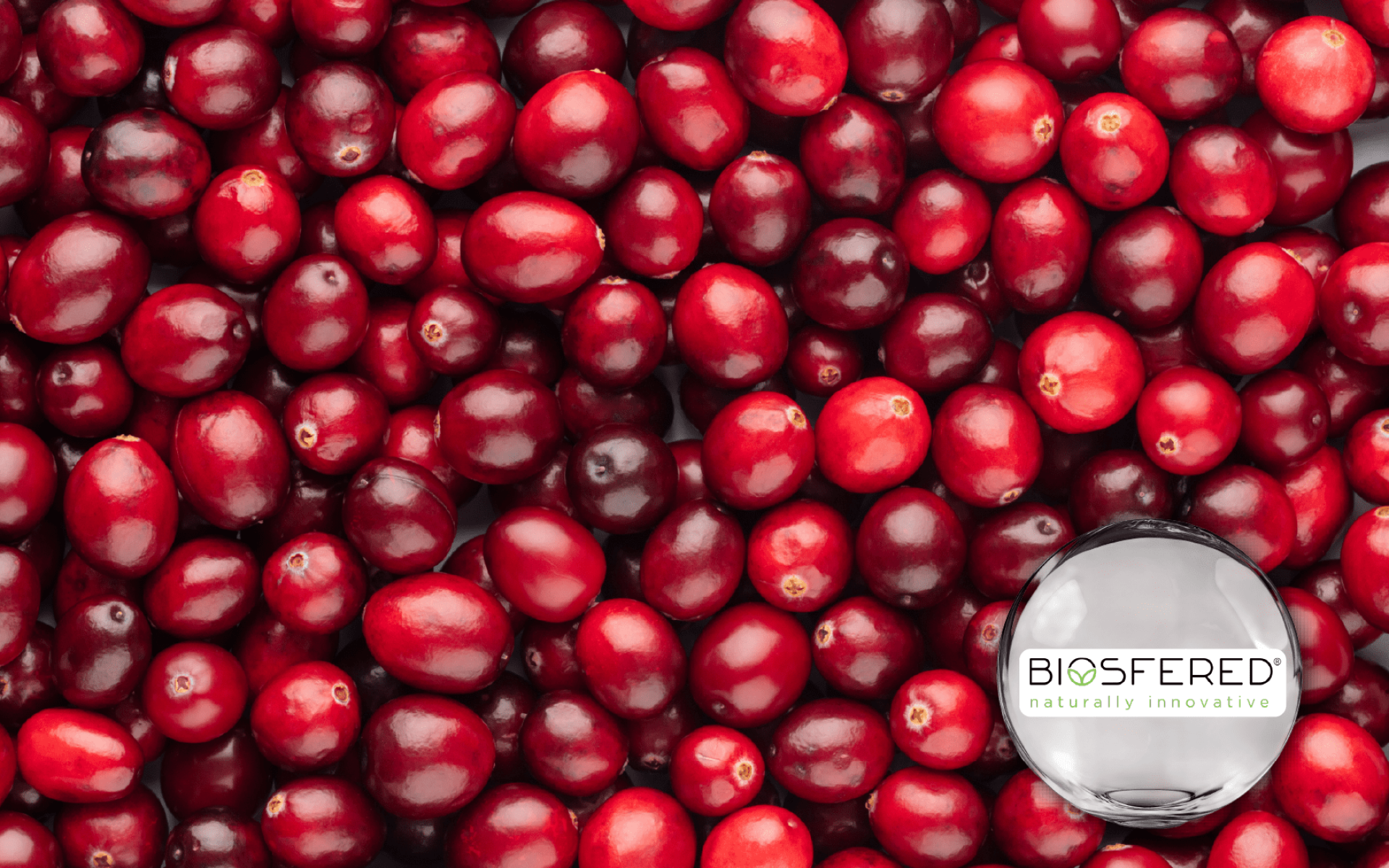 Oximacro® Cranberry Extract – BIOSFERED Italian cranberry extract with high PAC-A, supporting women’s health