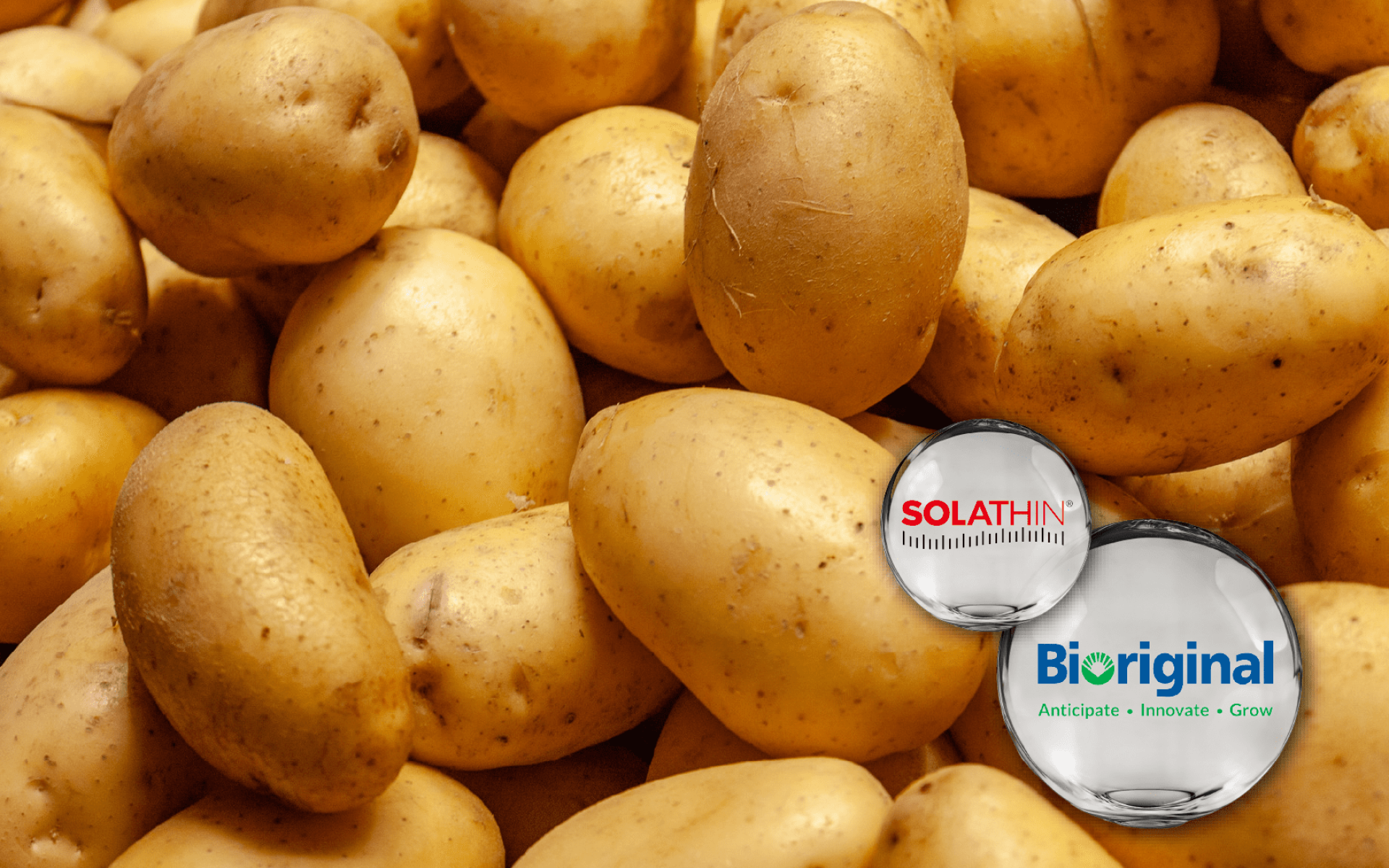 Bioriginal Solathin® – 馬鈴薯蛋白，高含量 PI2，支持飽足感與體態管理