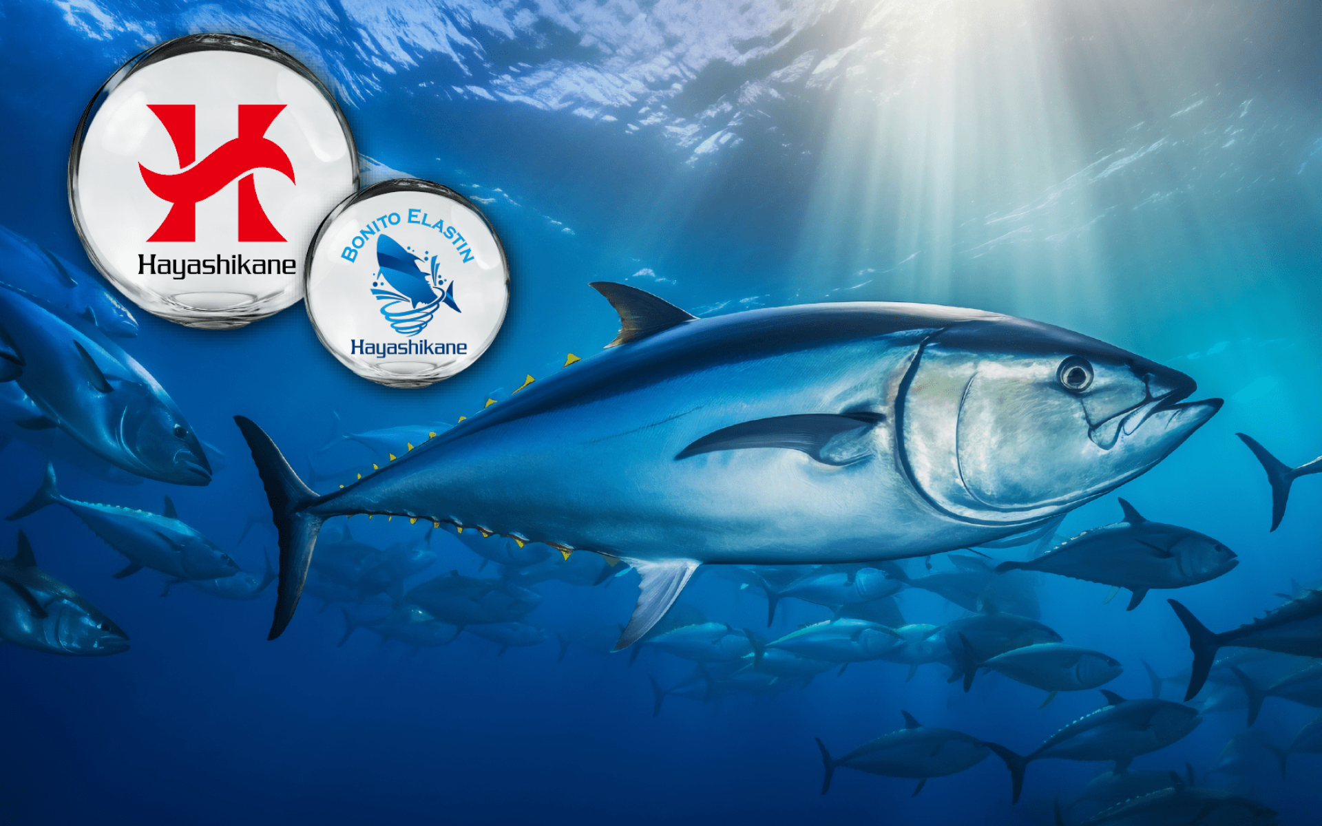 林兼 Bonito Elastin® 鰹魚彈力蛋白 – 青春光采與行動靈活支持