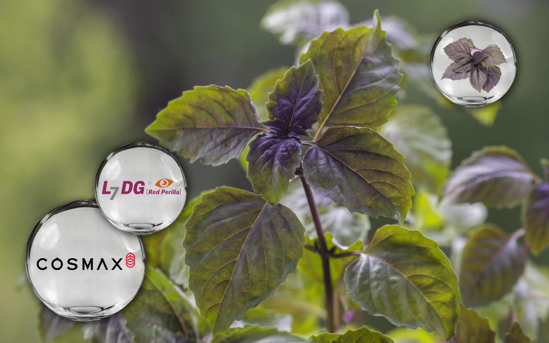 Cosmax Bio 紫蘇葉萃取 – 臨床支持 3C 天然植萃，舒適聚焦、晶亮保健