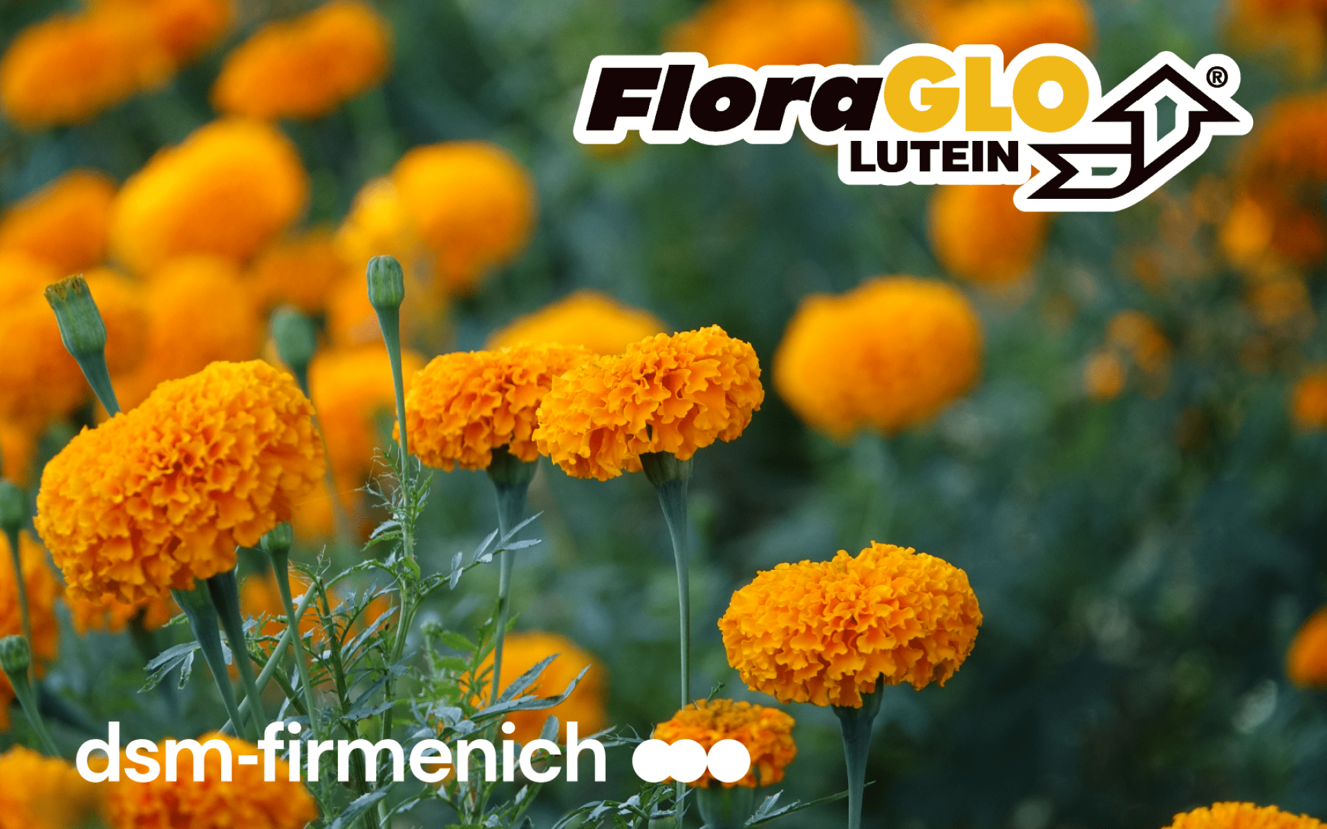 FloraGLO® 游離型葉黃素 – 最具研究背景與AREDS2認可的金盞花葉黃素