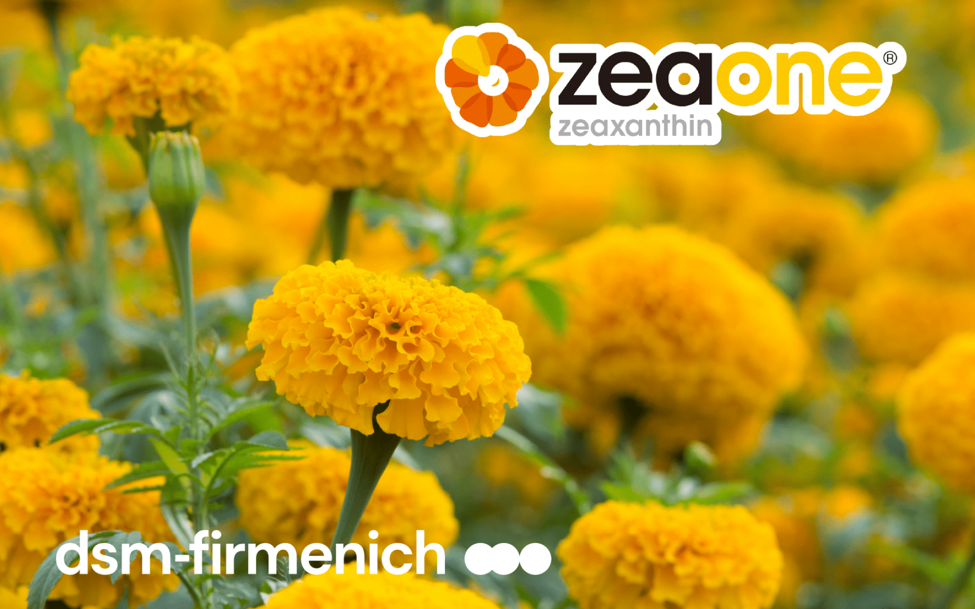 DSM ZeaONE® 玉米黃素 – FDA GRAS 認證，專利金盞花來源的游離型玉米黃素