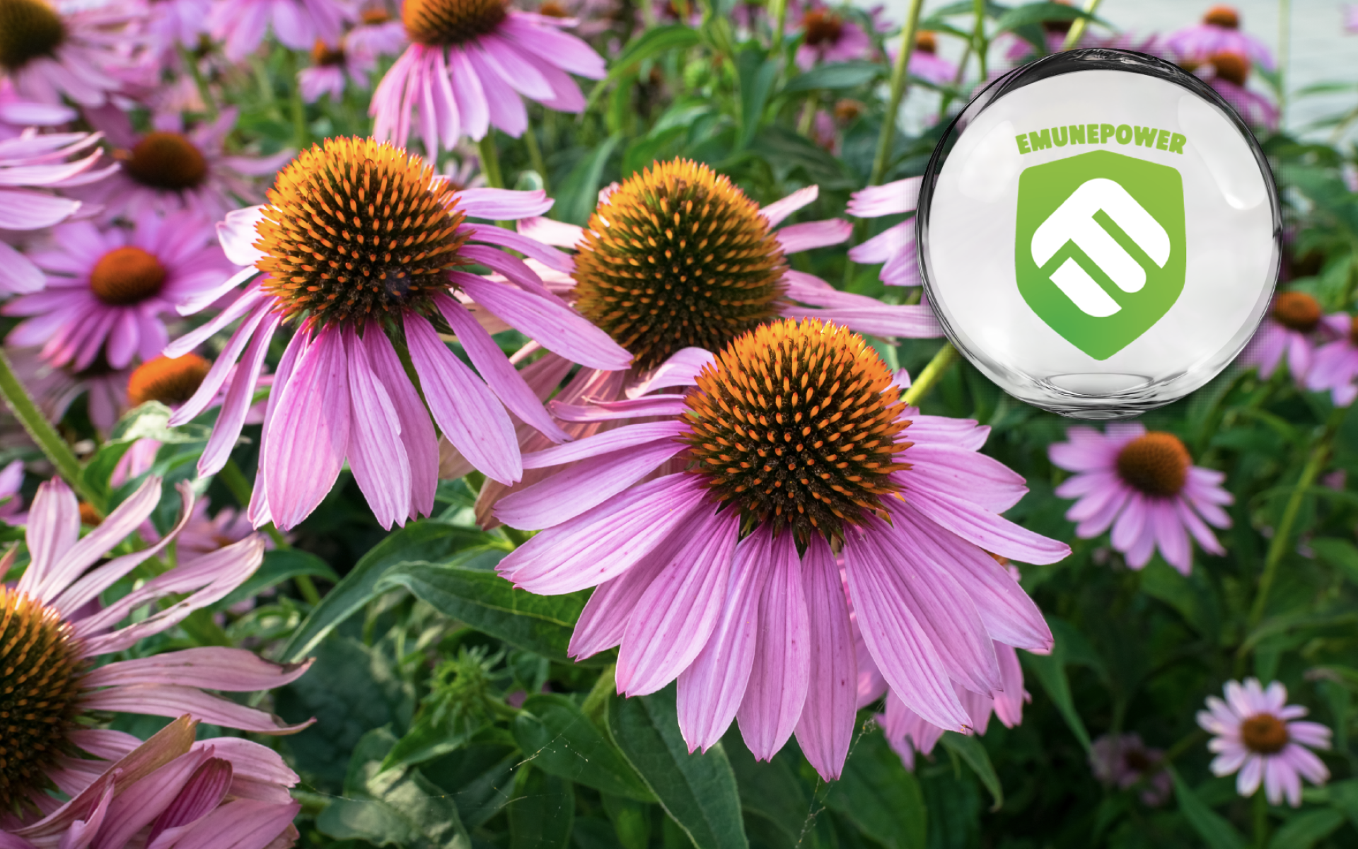 EmunePower® Echinacea Extract · Organic Certified · Patented Immune Support Ingredient