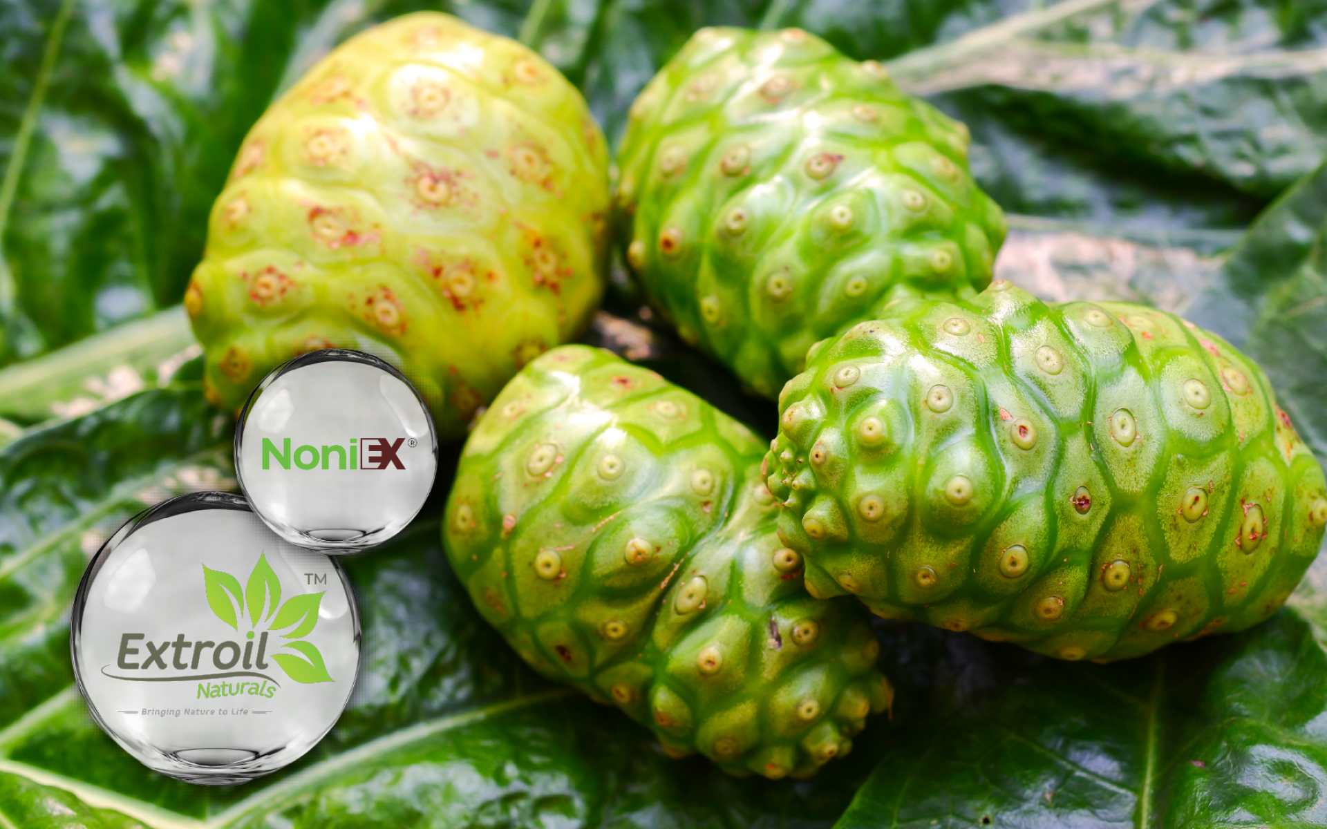 NoniEX® Noni Fruit Extract by Extroil – Botanical ingredient for digestive regularity and metabolic support