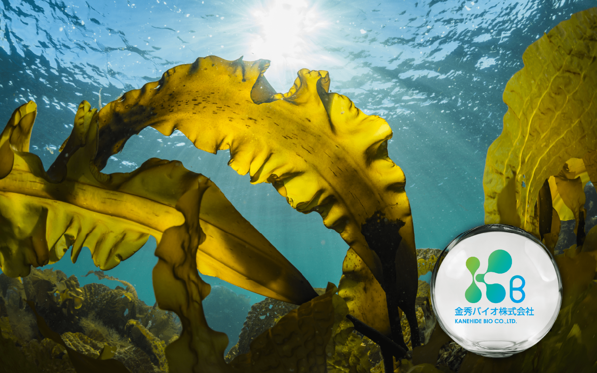 Gold Bio Fucoidan Extract · Okinawa-patented seaweed · Circulatory balance support
