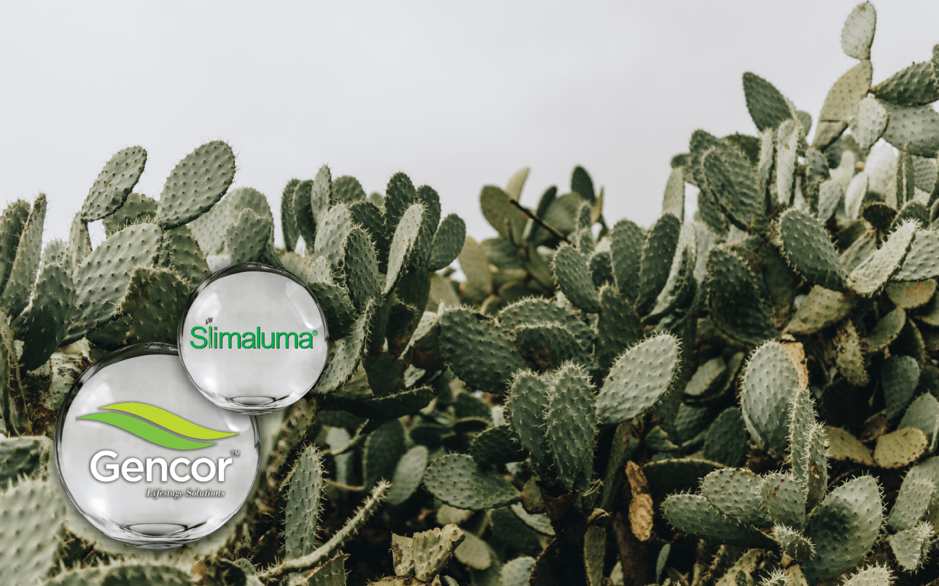 Gencor CALMaluma® – Indian Caralluma extract for appetite control and satiety balance