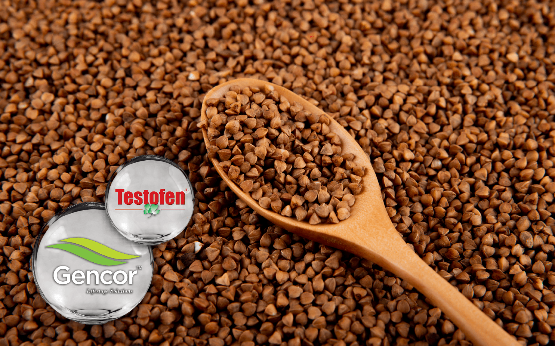 Gencor Testofen® – 葫蘆巴萃取，Fenuside™ 50%，支持男性活力與代謝管理