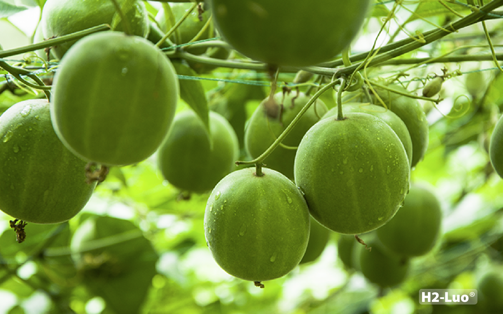 H2-Luo® Monk Fruit Extract · Zero-Calorie Natural Sweetener