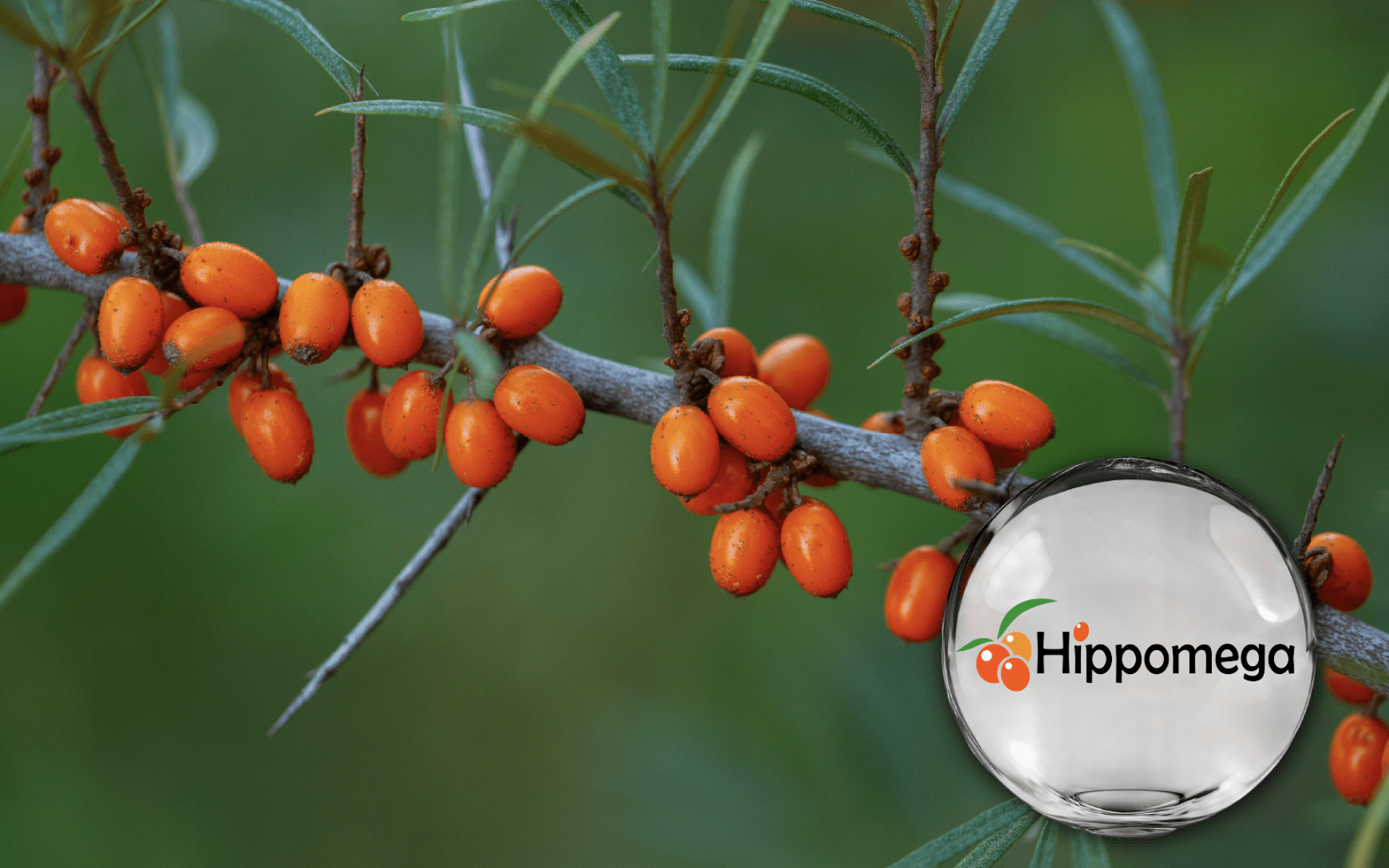 Hippomega 沙棘系列 – 沙棘果油、籽油、果粉、萃取物營養來源