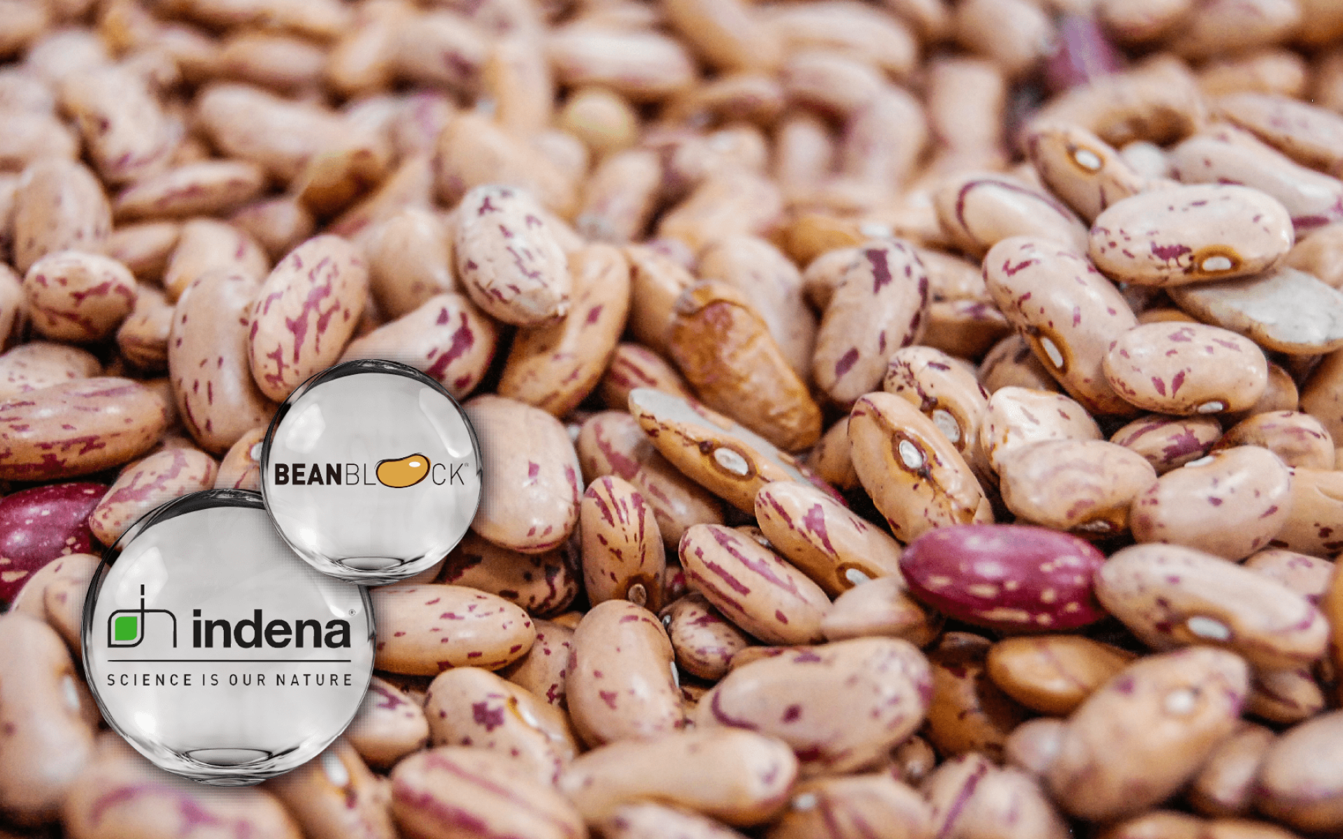 Indena Beanblock® 白腎豆萃取 – 義大利專利配方，澱粉調控與體態管理支持