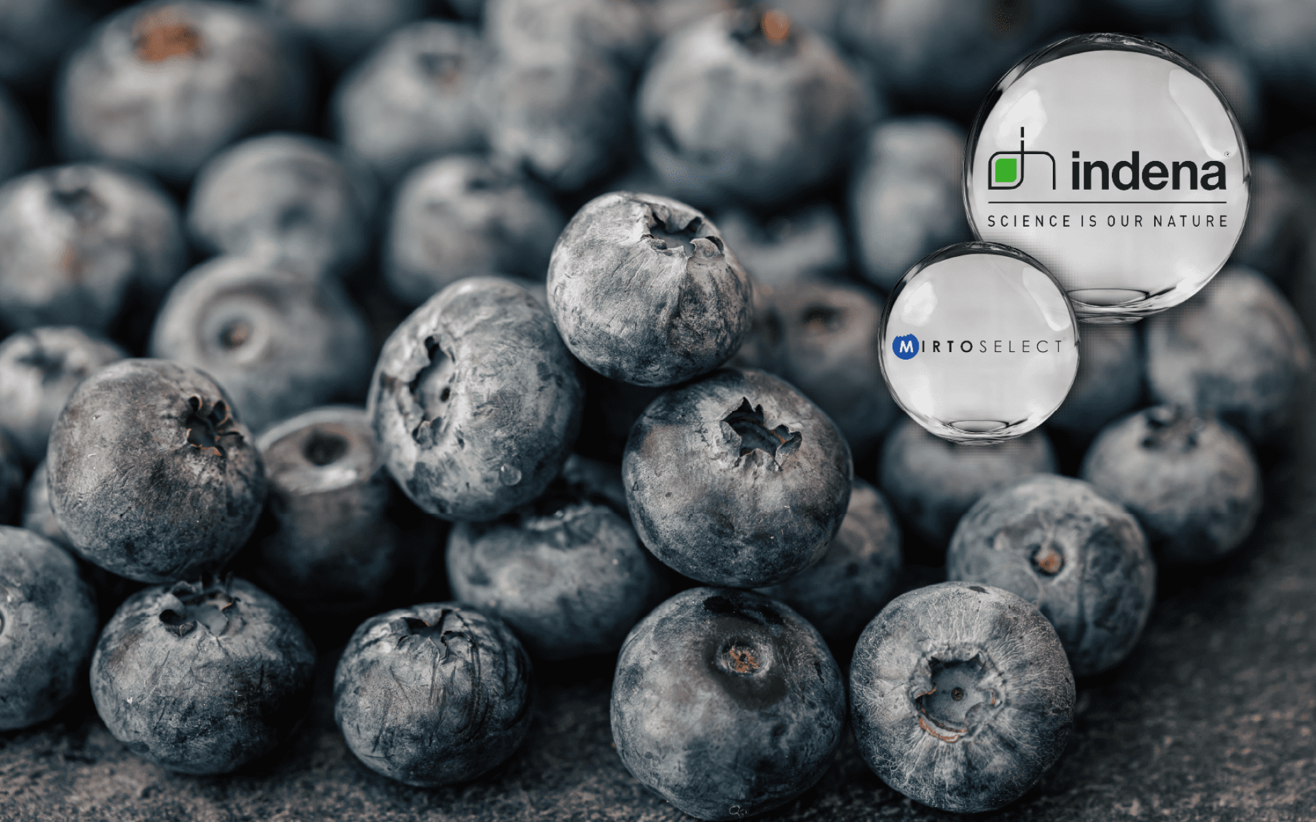 Indena MirtoSelect® – 山桑子萃取，花色苷 36%，晶亮與循環雙效支持