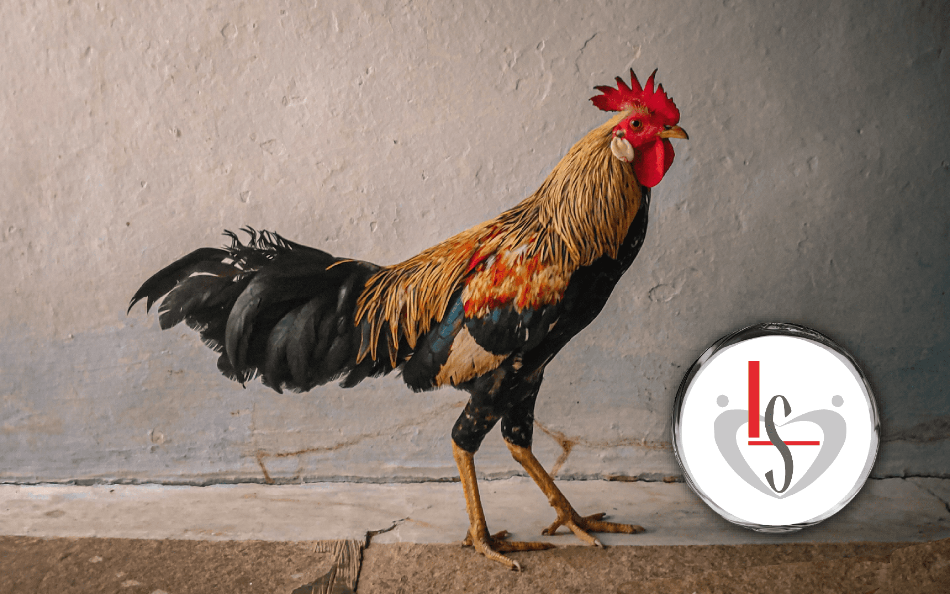 LS Corporation Hyalocollagen® – Chicken Comb Extract with High Hyaluronic Acid