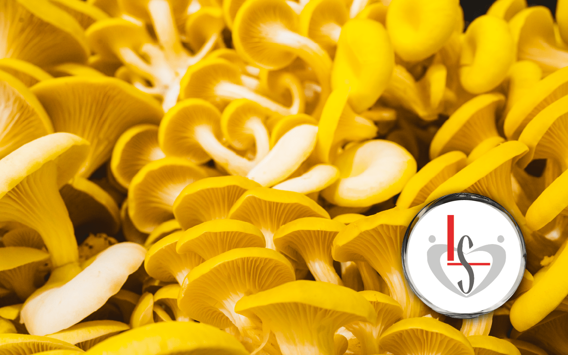 LS Corporation Tamogi Ceramide® – Golden oyster mushroom extract with plant ceramides and ergothioneine