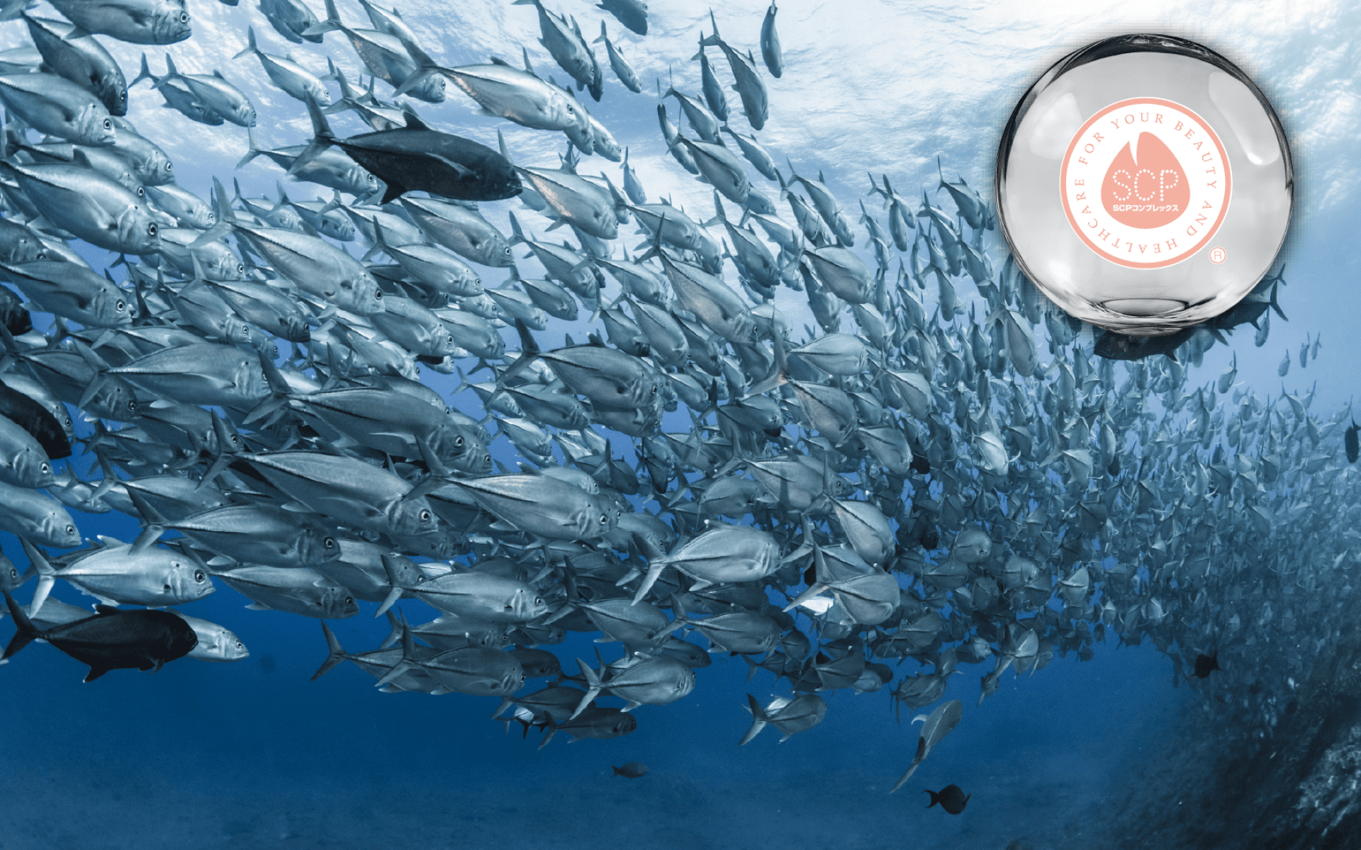 Linise 鮭魚鼻軟骨萃取 – 含蛋白聚醣與 II 型膠原蛋白，支持美妍與行動靈活