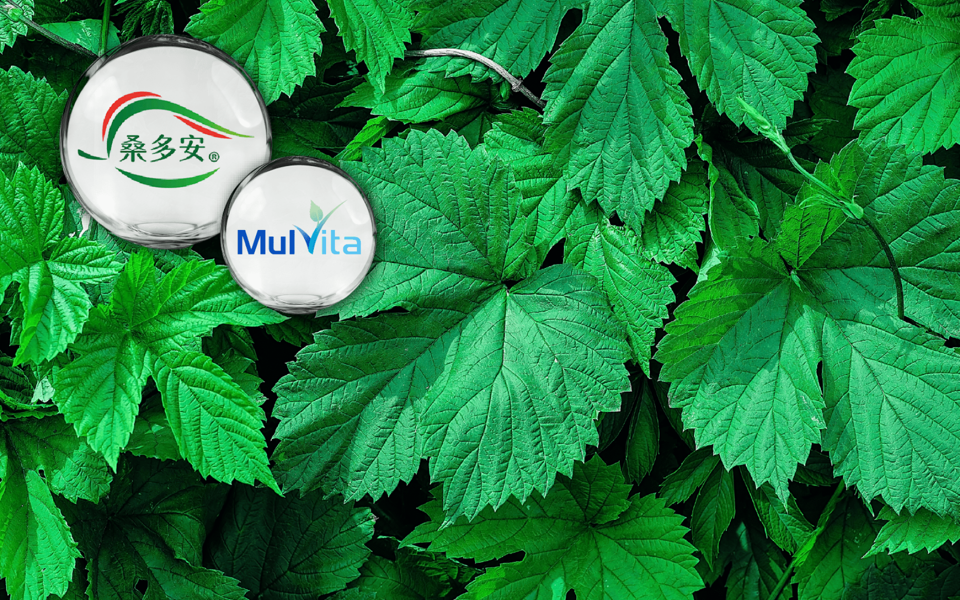 Mulvita® Mulberry Leaf Extract · DNJ Active · Glycemic Control · Low-GI Nutrition
