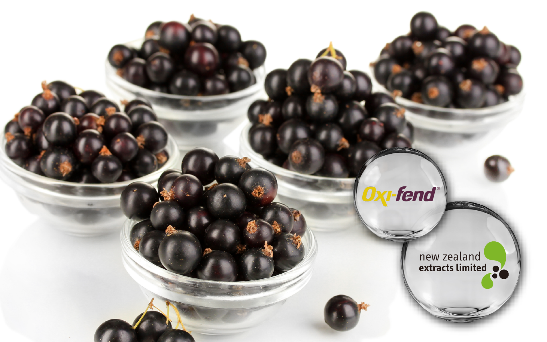 Oxifend® 黑醋栗萃取 – 純水萃取高花青素，支持晶亮舒適與運動防護