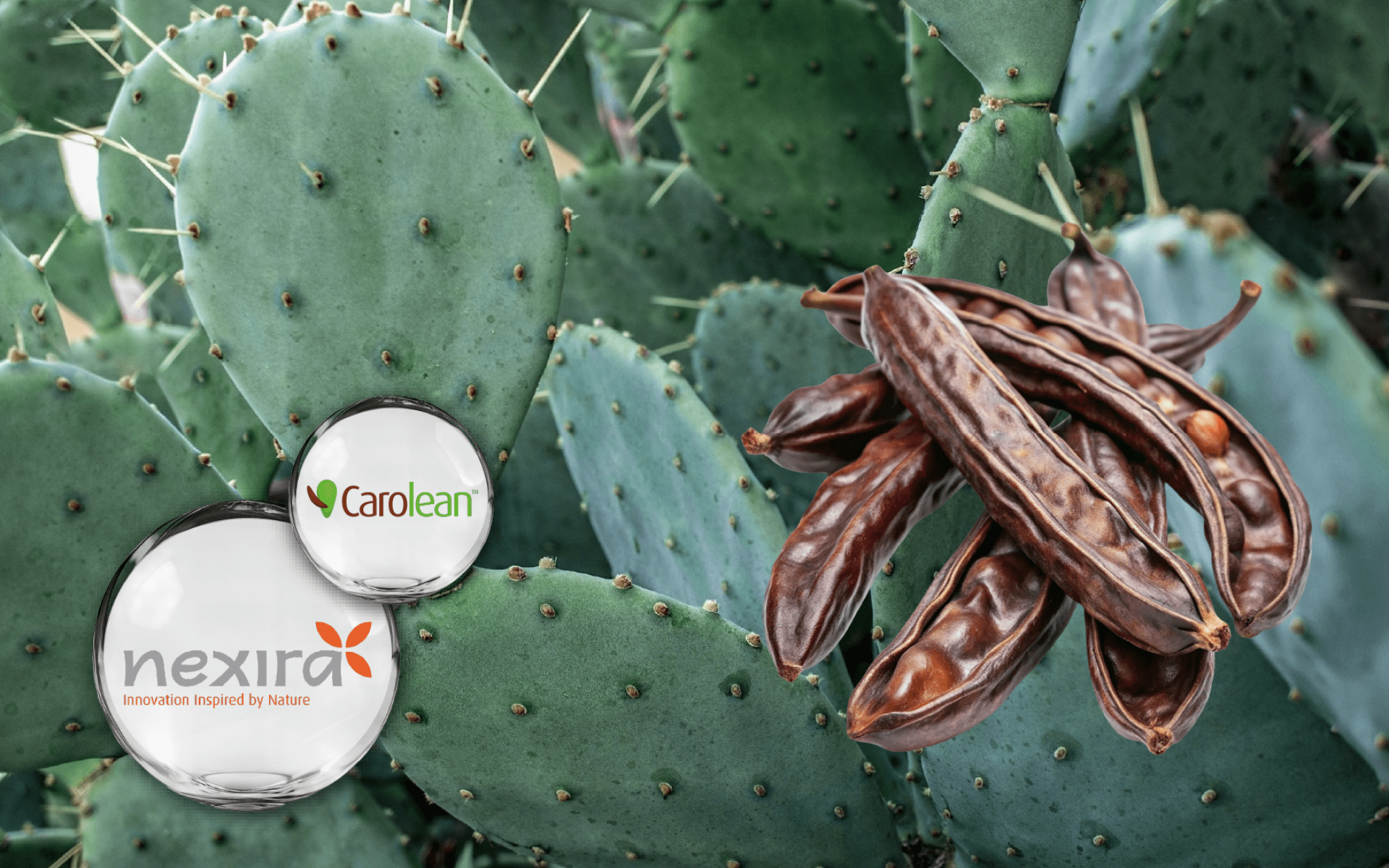 Carolean™ 角豆仙人掌萃取｜高纖維飽足素材・體態管理應用