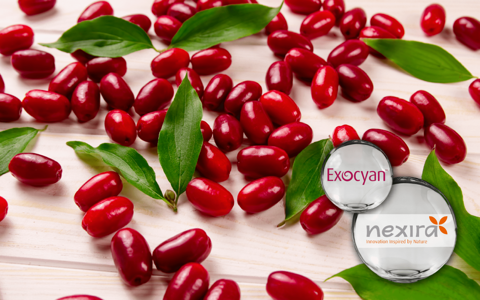 Exocyan™ 蔓越莓萃取 – A 型 PACs 標準化，支持女性健康與私密呵護