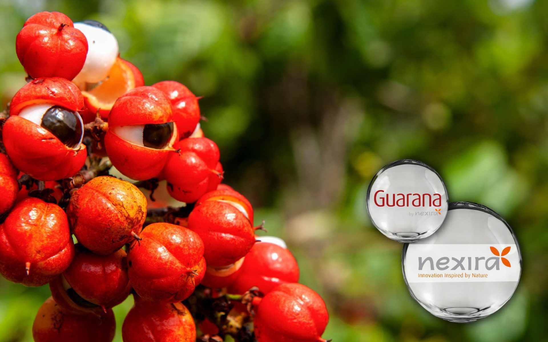 Nexira Guarana Extract sourced from Brazilian guarana seeds, containing ≥22% natural caffeine. Processed in France with stable quality. Ideal for energy supply, mental focus, and sports nutrition. Vegan-friendly and EU compliant.