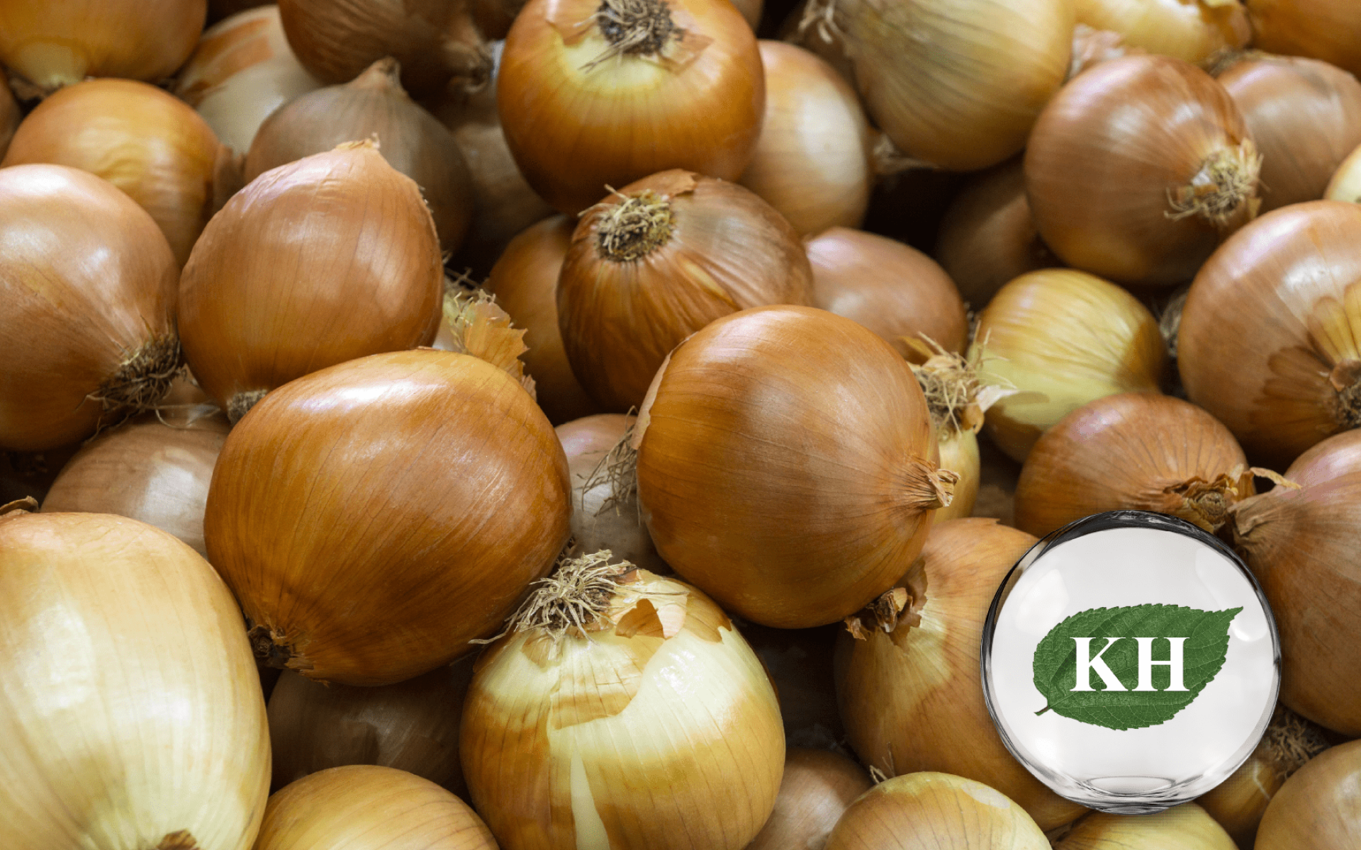 洋蔥萃取 Onion Extract｜天然槲皮素・健康調理素材