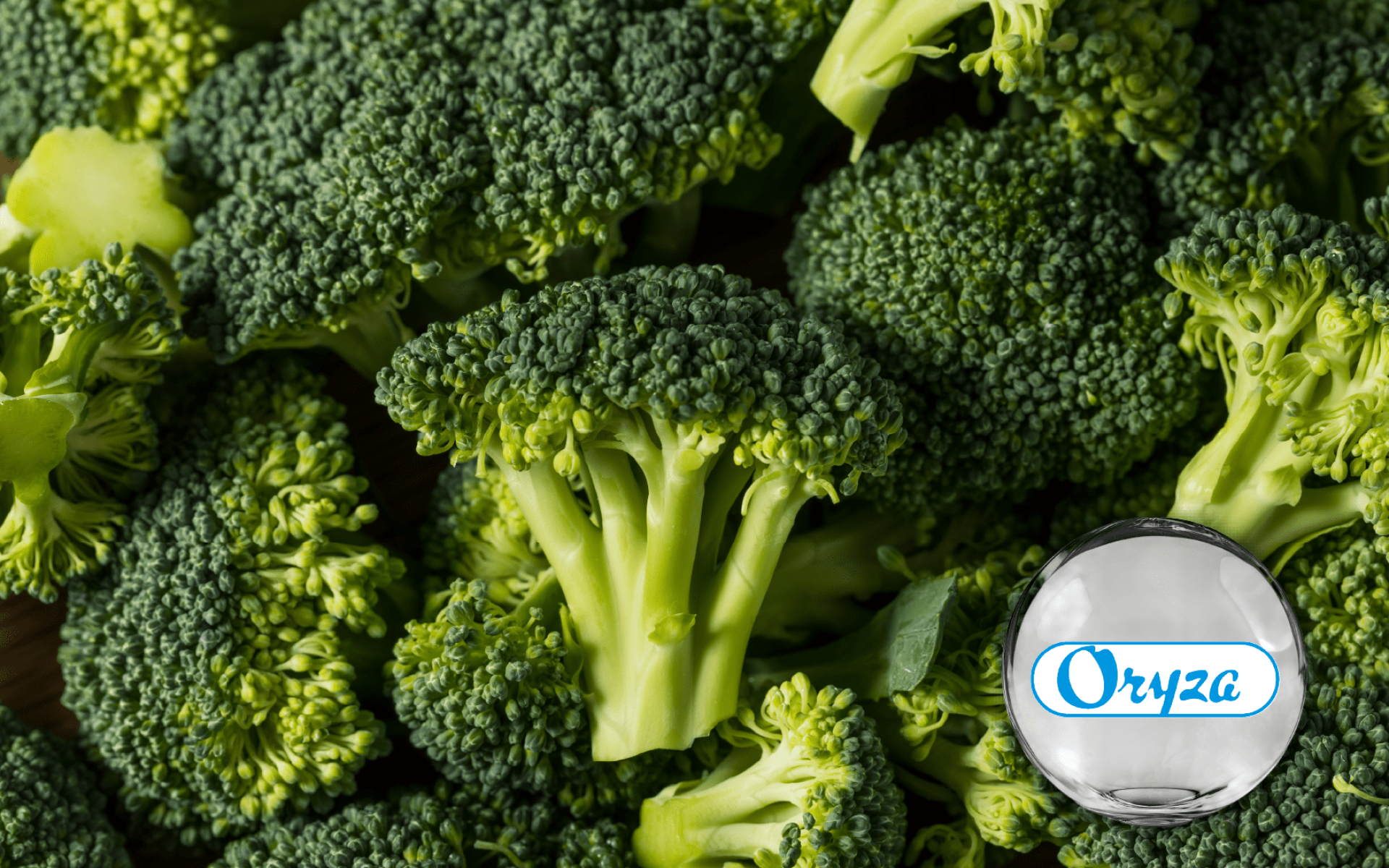 Oryza Broccoli Sprout Extract – high glucoraphanin content for metabolic balance